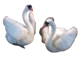 Juguete De Peluche Dos Cisnes Blancos Sobre Una Roca, Hansa (0146)
